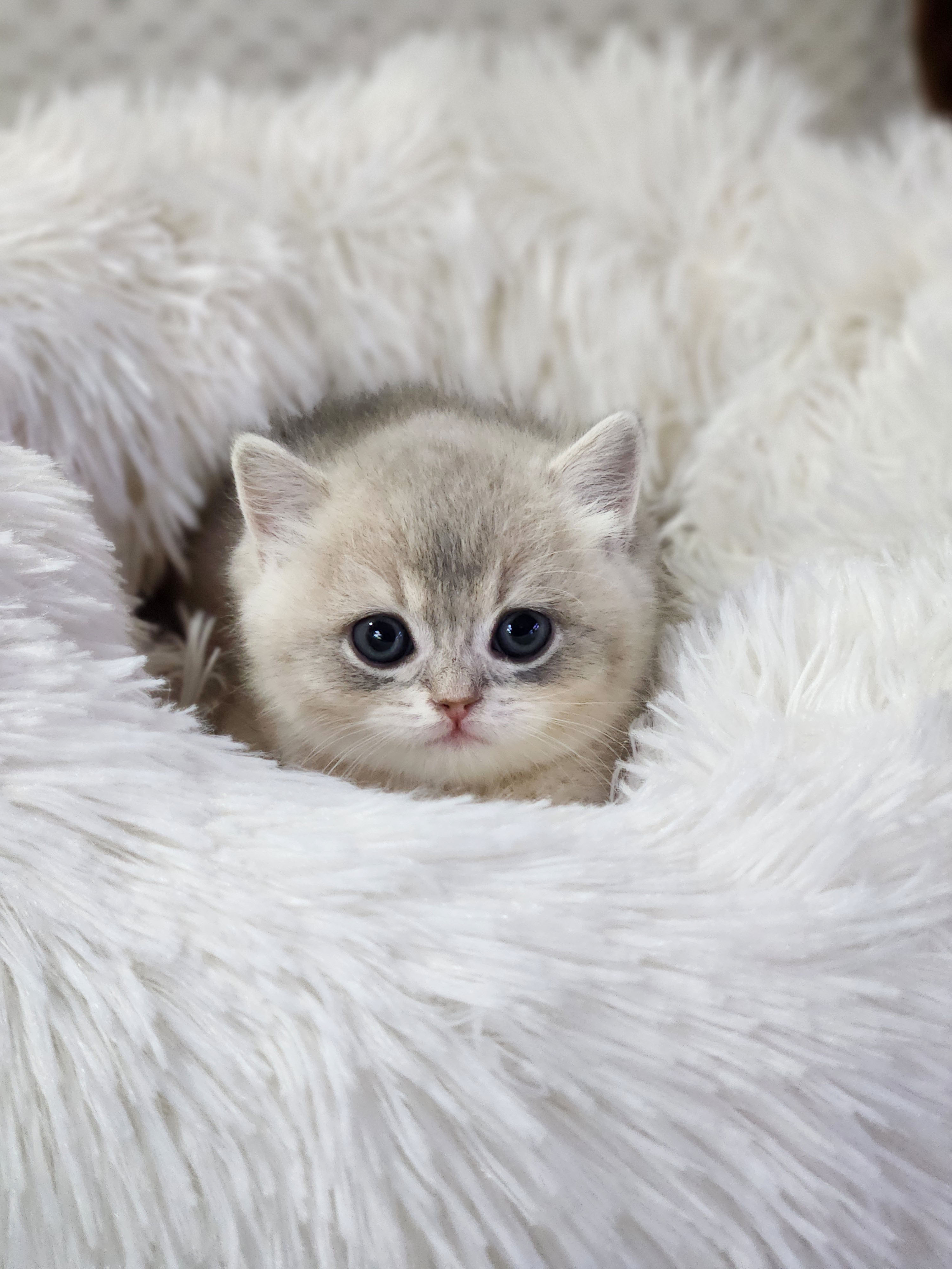 먼치킨 분양합니다